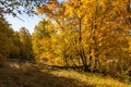 Autumn landscape, birches oak maple trees were painted in autumn Royalty Free Stock Photo