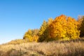 Autumn landscape, birches oak maple trees were painted in autumn Royalty Free Stock Photo