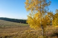 Autumn landscape, birches oak maple trees were painted in autumn Royalty Free Stock Photo