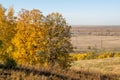 Autumn landscape, birches oak maple trees were painted in autumn Royalty Free Stock Photo