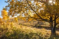 Autumn landscape, birches oak maple trees were painted in autumn Royalty Free Stock Photo