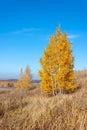 Autumn landscape, birches trees were painted in autumn colors, old grass Royalty Free Stock Photo