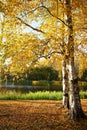 Autumn landscape, birches with yellow Royalty Free Stock Photo