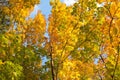 Autumn landscape on blue sky Royalty Free Stock Photo