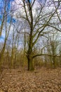 Autumn landscape and blue sky. paints disappear. season transition. fallen foliage Royalty Free Stock Photo