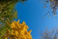 Autumn landscape, blue sky, tree with orange leaves, coniferous green tree. Another tree with fallen leaves. Royalty Free Stock Photo