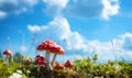 Autumn landscape in blue sunny sky with Flyagaric,red fly agaric mushroom on green grass with defocused foliage. Understory forest