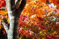 Autumn landscape blurred maple tree in the Park, Autumn Season, and Maple Tree Branch Bright Colors with Orange Red Green Maple Tr Royalty Free Stock Photo