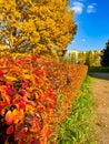 Autumn landscape. Bright colored oak leaves in the autumn park Royalty Free Stock Photo