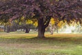 Beautiful landscape with a tree, colorful leaves and fog. Magical old tree. Autumn forest in fog with sun rays. Royalty Free Stock Photo