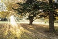 Beautiful autumn park during sunrise time  full of rays of the sun. Royalty Free Stock Photo