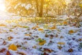 Autumn landscape with bright maple leaves on the snow in the Park on a Sunny November morning. Royalty Free Stock Photo