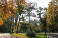 Autumn landscape, brown leaf trees on a sunny day