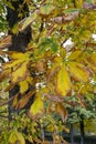 Autumn landscape with brown, orange, green and dry tree leaves about to fall from the trees in the Jardin del Retiro in Madrid