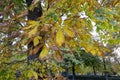 Autumn landscape with brown, orange, green and dry tree leaves about to fall from the trees in the Jardin del Retiro in Madrid