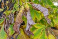 Autumn landscape with brown, orange, green and dry tree leaves about to fall from the trees in the Jardin del Retiro in Madrid