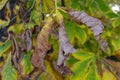 Autumn landscape with brown, orange, green and dry tree leaves about to fall from the trees in the Jardin del Retiro in Madrid