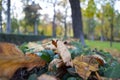 Autumn landscape with brown, orange, green and dry tree leaves about to fall from the trees in the Jardin del Retiro in Madrid