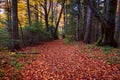 Autumn landscape of Carpathian Forest Royalty Free Stock Photo