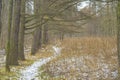 Autumn landscape of Central Russia. The first snow in the Park. Path through the trees Royalty Free Stock Photo