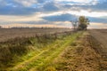 Autumn landscape - cereal field at sunset with field road, cloud Royalty Free Stock Photo