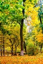 Autumn landscape in the city park, beautiful orange Leaves, natural light, vertical Royalty Free Stock Photo