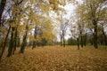 Autumn landscape in the city park. On the ground a carpet of fallen yellow leaves of different shades. The remains of foliage are Royalty Free Stock Photo