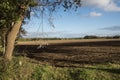 Autumn landscape. Cloudy day with clouds over empty field.