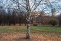 Autumn landscape in a cloudy evening is full of melancholy. Lonely trees with withering foliage amidst the desolate expanses. Royalty Free Stock Photo