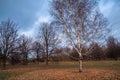 Autumn landscape in a cloudy evening is full of melancholy. Lonely trees with withering foliage amidst the desolate expanses. Royalty Free Stock Photo