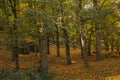 Autumn landscape. Colorful autumn forest. Royalty Free Stock Photo