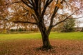 Autumn landscape with colorful leaves on ground, tree and a bench Royalty Free Stock Photo