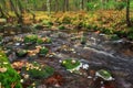 Autumn landscape, colorful leaves on trees, morning at river. Nature in autumn