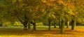 Autumn landscape, colorful trees in Nottinghamshire, UK