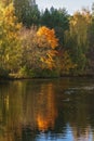 Autumn landscape, colorful vivid foliage of trees, sunny day. Reflection of bright forest in water Royalty Free Stock Photo