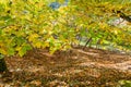 Autumn landscape in countryside