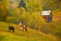 Autumn landscape with cows feeding on a meadow in Bucovina Royalty Free Stock Photo