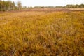 Autumn landscape. Dark clouds over the autumn forest. Yellowed grass in the field. Royalty Free Stock Photo