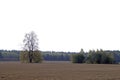 Autumn landscape. Day in October. A large old linden tree in a plowed field.