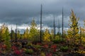 Autumn landscape in Dead Forest, after eruption of Tolbachik volcano. Kamchatka, Russia. Royalty Free Stock Photo