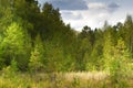 Autumn landscape deciduous trees. Climax, stable ecosystem, purity of nature, Sumy region, Ukraine, net area. Sustainable