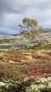 Autumn landscape in Dovrefjell National Park Royalty Free Stock Photo