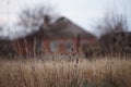 Autumn landscape with dry grass and red rural house Royalty Free Stock Photo