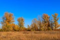 Autumn landscape with dry meadow and colorful fall trees Royalty Free Stock Photo