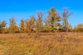 Autumn landscape with dry meadow and colorful fall trees Royalty Free Stock Photo