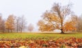 Autumn landscape in the early morning - view of a foggy autumn park with fallen leaves Royalty Free Stock Photo