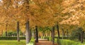 Autumn landscape of El Retiro Park, the oldest in the city of Madrid. Royalty Free Stock Photo