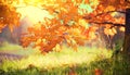 Autumn landscape. Fall. Colorful leaves on a oak in autumnal park Royalty Free Stock Photo