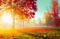 Autumn Landscape. Fall Scene.Trees and Leaves in Sunlight Rays Royalty Free Stock Photo