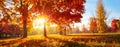 Autumn Landscape. Fall Scene.Trees and Leaves in Sunlight Rays Royalty Free Stock Photo